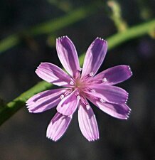 Stephanomeria exigua flower